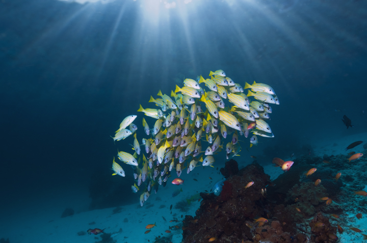 blueline snapper thailand