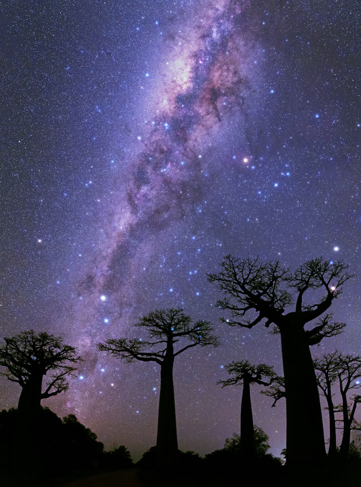 milky way over baobabs